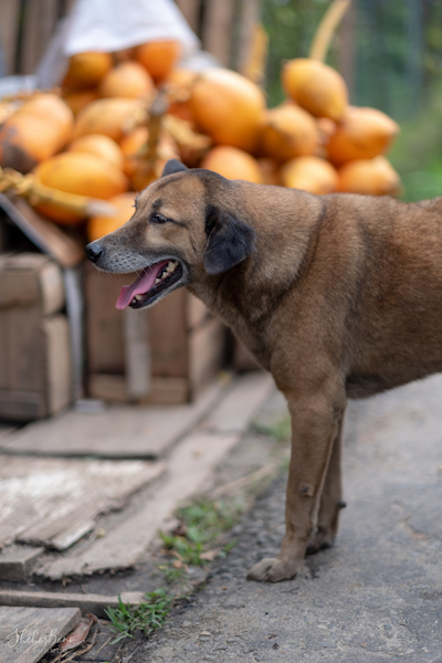 SriLanka Dogs.jpg