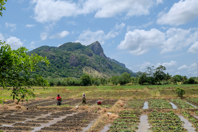 Srilanka Landscape 1