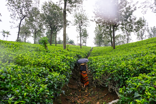 SriLanka Landscapes 3