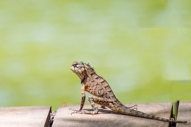 Srilanka Lizards.jpg
