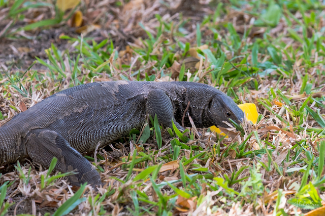 Srilanka Monitor Lizard.jpg