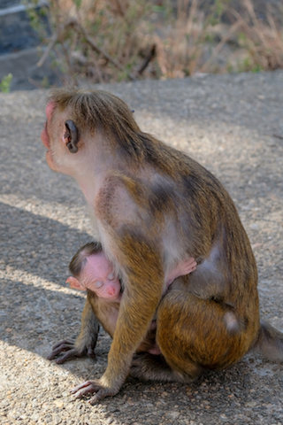 Srilanka Monkey 1.jpg